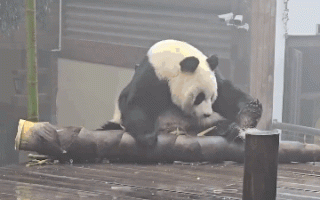 大熊猫吃笋整出了扛炮筒的架势 网友狂笑:一根管饱