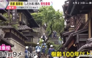日本京都一百岁樱花树突然倒下 有游客被砸重伤