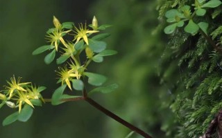 浙江江山发现新物种须女景天：3月发芽、5月开花、7月枯萎