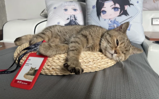 钓鱼就是偷懒！现在所有的猫和狗都可以加入网易吗？