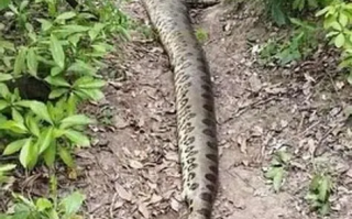 可怜的绿水蚺：世界第一才当了1个月 就被人猎杀