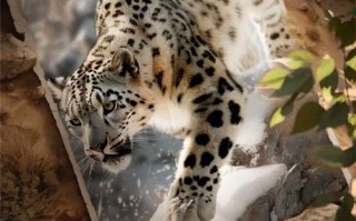 兽主新世界雪豹强猫颜值天花板